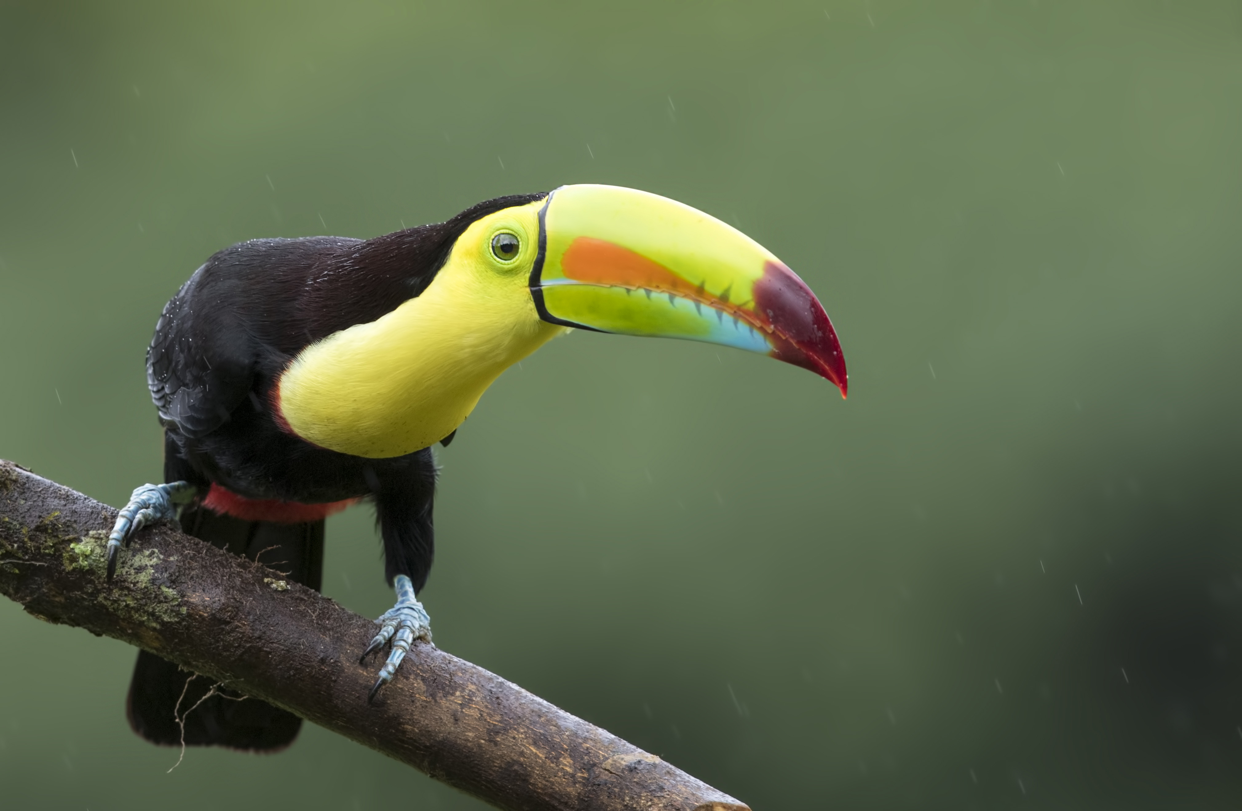 Keel-billed Toucan